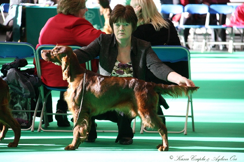 Crufts2011 063.jpg